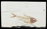 Bargain, Diplomystus Fossil Fish - Wyoming #67951-1